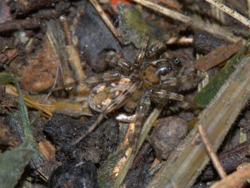 Arctosa perita