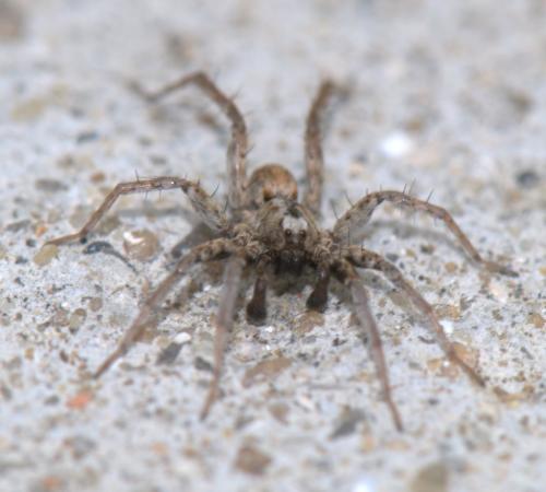 Réf. 33 985 : Xerolycosa miniata
