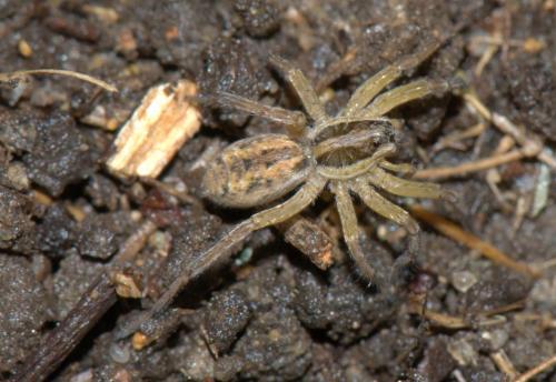 Hogna radiata