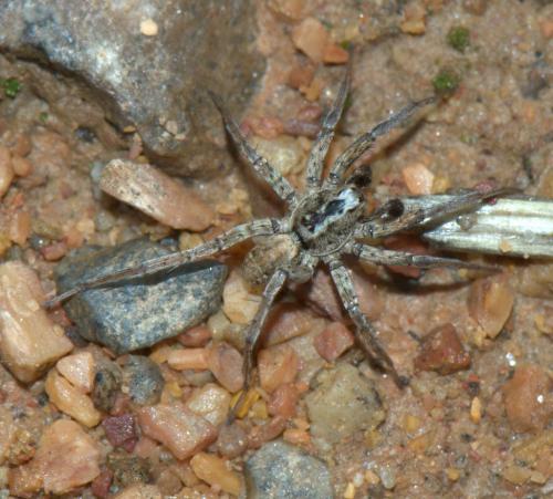 Réf. 33 983 : Xerolycosa miniata