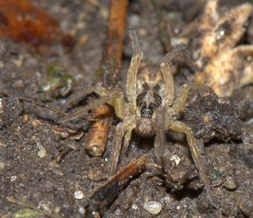 Hogna radiata