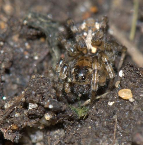 Arctosa perita