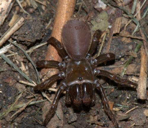 Réf. 33 754 : Atypus affinis