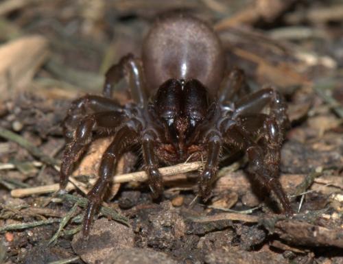 Réf. 33 756 : Atypus affinis