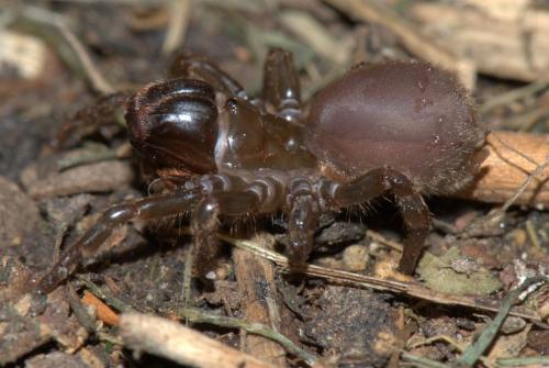 Réf. 33 755 : Atypus affinis