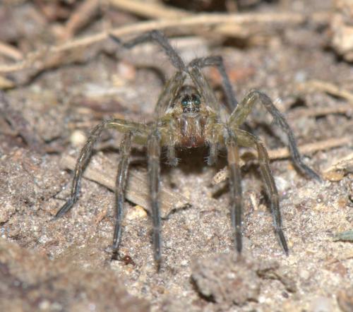 Hogna radiata