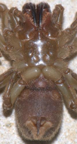 Atypus affinis