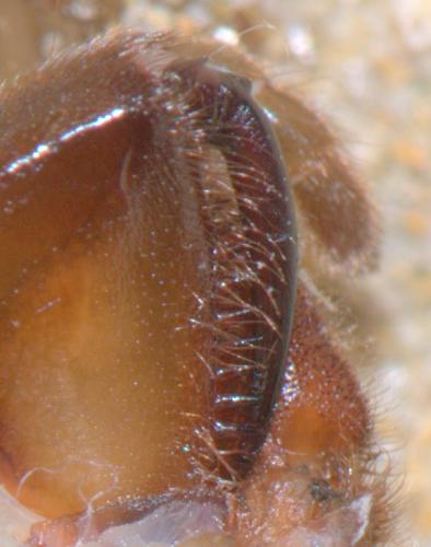 Atypus affinis
