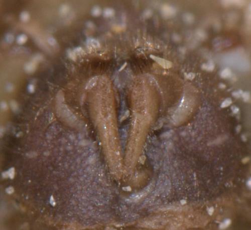 Atypus affinis