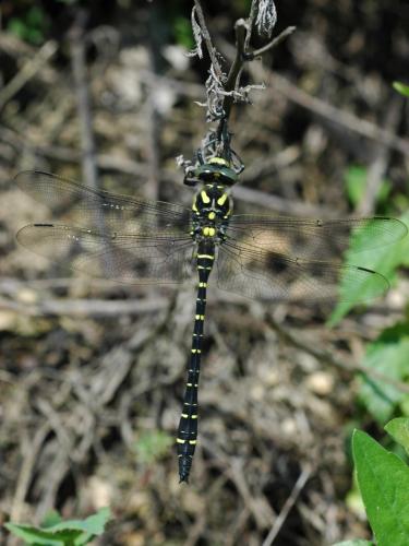 Cordulegaster boltonii