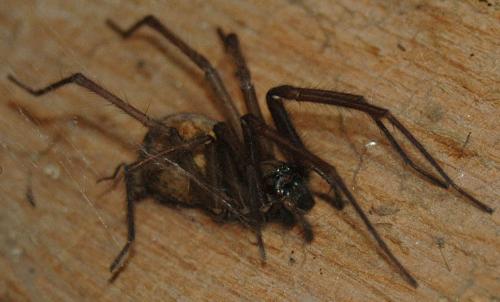 Tegenaria sp.