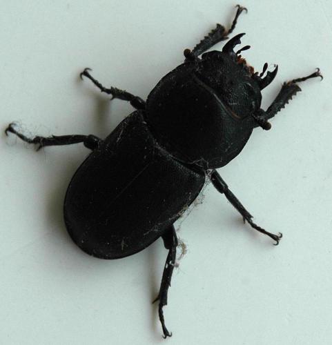 Réf. 33 234 : Dorcus parallelipipedus