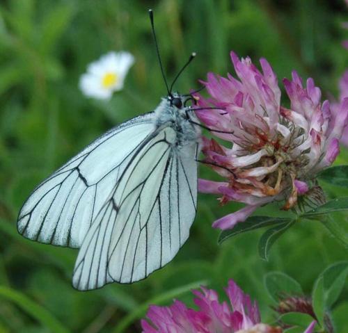 Aporia crataegi
