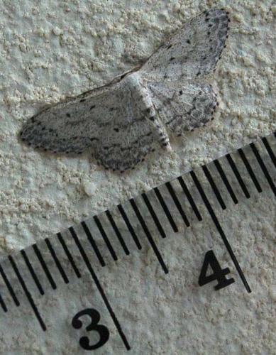 Idaea seriata