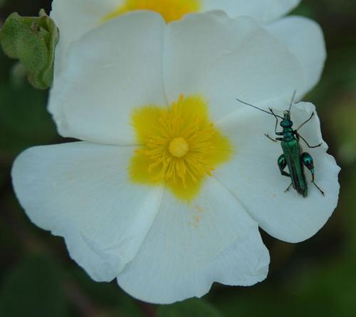 Oedemera nobilis