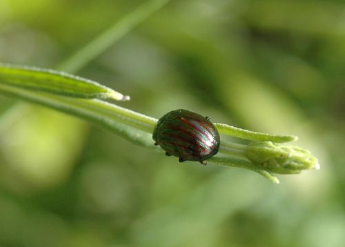 Chrysolina americana