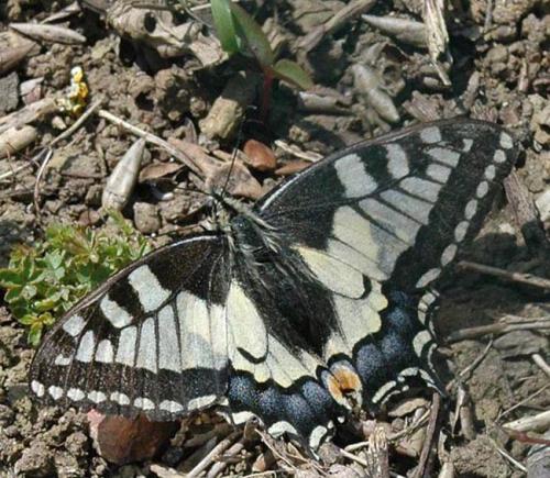 Papilio machaon