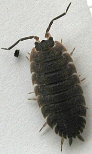 Porcellio scaber