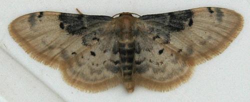 Réf. 33 451 : Idaea filicata