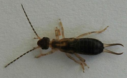 Forficula auricularia