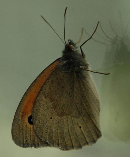 Maniola jurtina