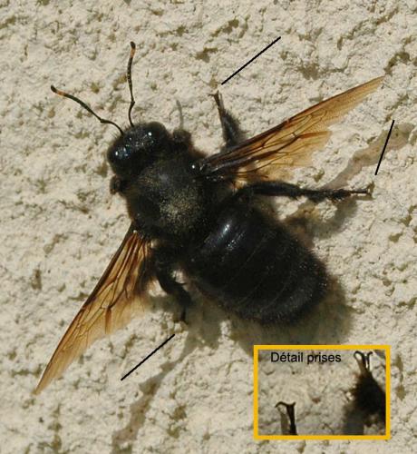 Xylocopa violacea