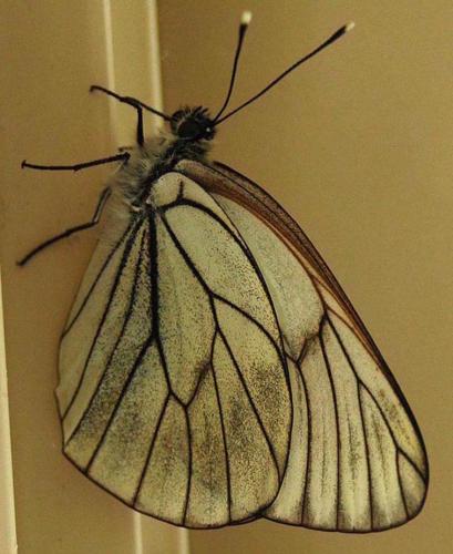 Aporia crataegi