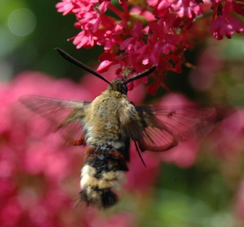 Hemaris fuciformis