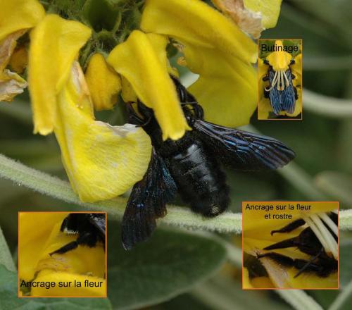 Xylocopa sp.