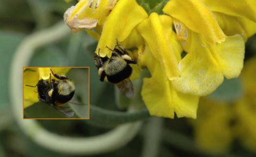 Bombus sp.