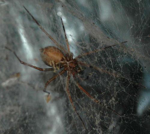 Réf. 33 872 : Tegenaria sp.