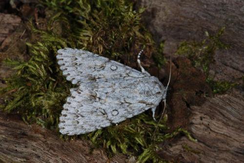 Réf. 33 331 : Acronicta aceris