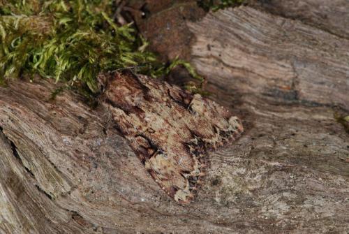 Réf. 33 340 : Apamea epomidion