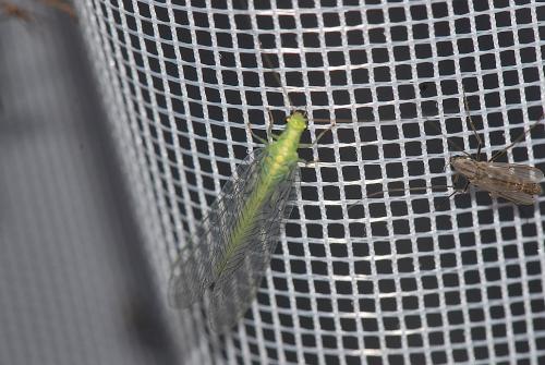 Réf. 33 792 : Nineta inpunctata