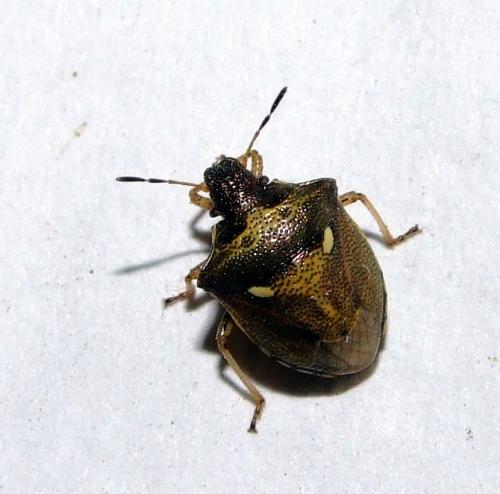 Réf. 33 230 : Eysarcoris aeneus