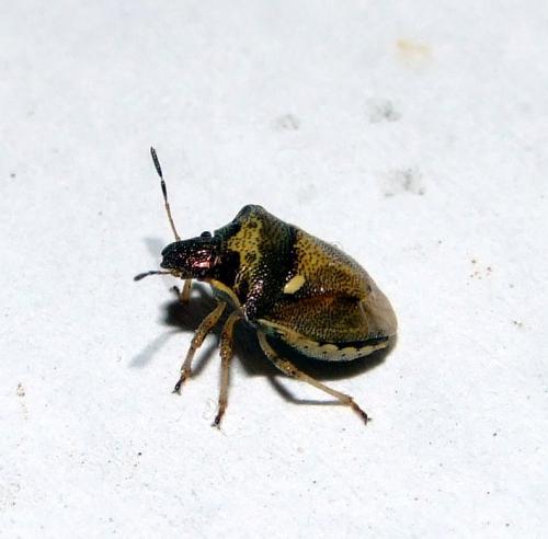 Réf. 33 231 : Eysarcoris aeneus