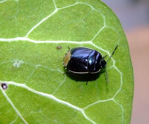Réf. 33 356 : Canthophorus impressus