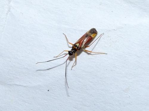 Réf. 33 358 : Cyllecoris histrionius