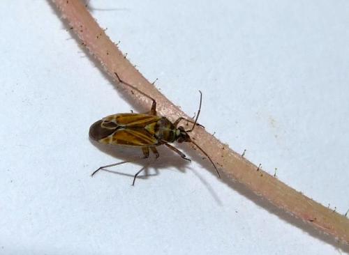 Hoplomachus thunbergii