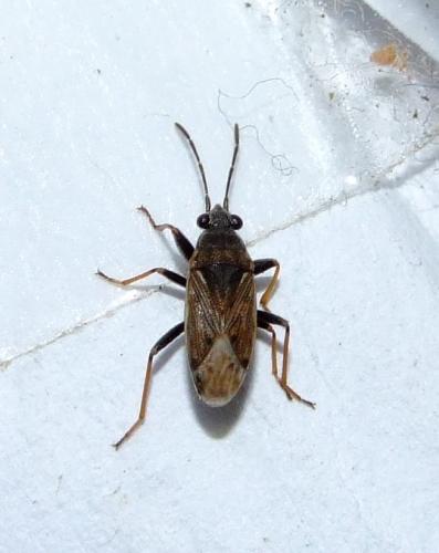 Réf. 33 362 : Peritrechus gracilicornis