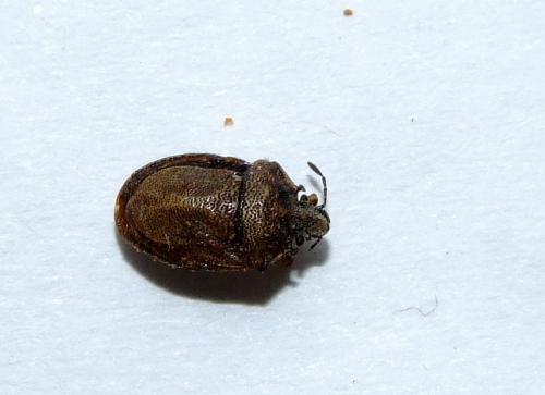 Réf. 33 635 : Podops inunctus