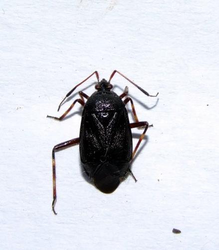 Réf. 33 669 : Deraeocoris trifasciatus