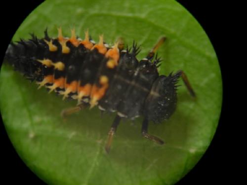 Harmonia axyridis