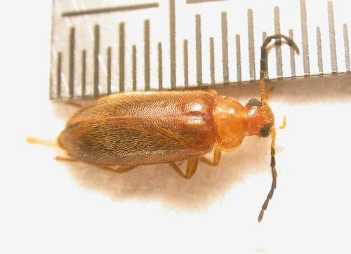 Conopalpus testaceus