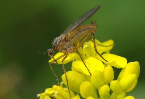 Réf. 33 064 : Empis punctata