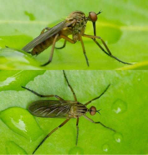 Empis livida