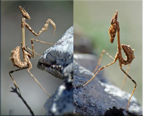 Réf. 33 527 : Empusa pennata