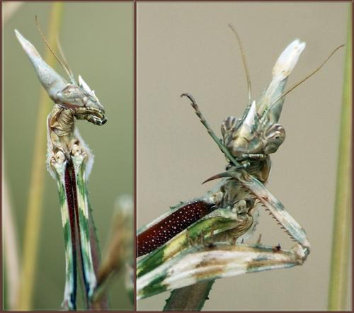 Réf. 33 529 : Empusa pennata