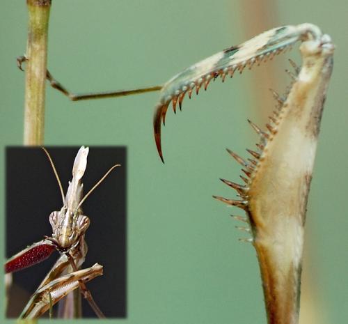 Réf. 33 530 : Empusa pennata