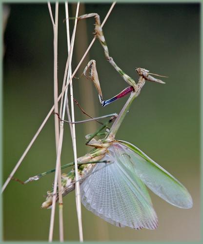 Réf. 33 531 : Empusa pennata